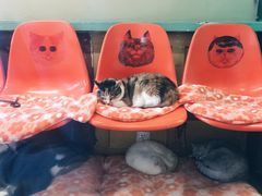 -猫咪博物馆(顶澳仔猫街店)