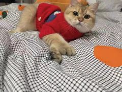 -欣宠猫屋·矮脚拿破仑·蓝金金渐层