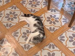 -猫猫幼稚园·撸猫·桌游·电玩