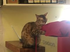 -猫色咖啡·猫咖