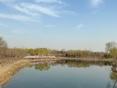 -大兴滨河森林公园