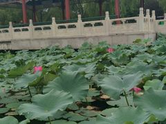 -南戴河国际娱乐中心