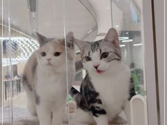 -COLOR PETS 撸猫馆·购猫·猫咖(长风大悦城店)