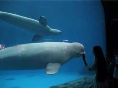 -海合安成都极地海洋公园