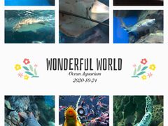 -上海海洋水族馆