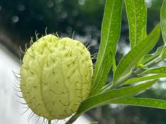 -广州神农草堂中医药博物馆