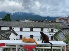 -喵屿·大理花园猫咖