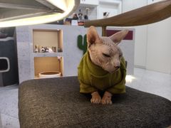 -喵园·猫主题咖啡厅·撸猫·猫咖(国贸店)