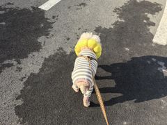 -康旭宠物医院(郑州总院)