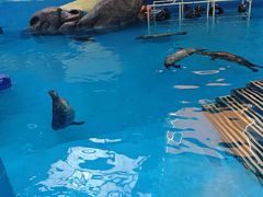 -海合安成都极地海洋公园