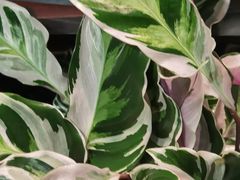 -花鸟鱼虫鲜花绿植市场(玉泉路店)