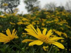 -秀丽东方
