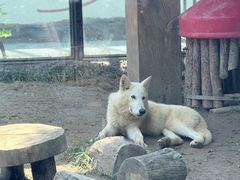 -大连森林动物园