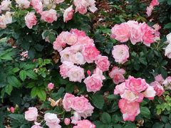 -人民公园(罗湖区)