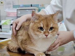-美联众合动物医院·24h京西诊疗中心