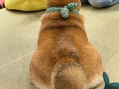 -逗柴咖啡屋·狗咖猫咖宠物桌游