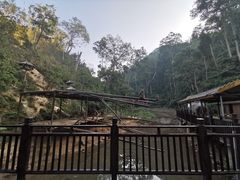 -西双版纳原始森林公园