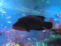 -迪拜帆船酒店海底餐厅