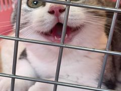 -欣宠猫屋·矮脚拿破仑·蓝金金渐层