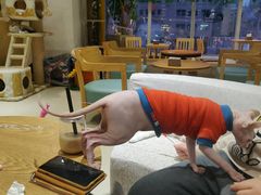 -藏猫猫咖啡主题馆(中央大道店)