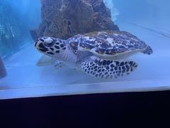 -梦幻海洋王国(吾悦广场张家港店)