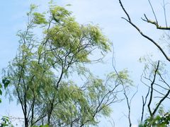 -西湖风景区-江洋畈生态公园