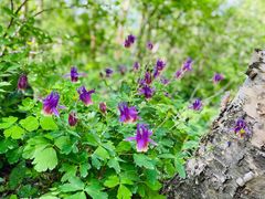 -白草畔自然风景区