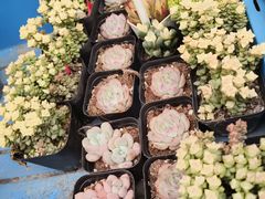 -曲阳花鸟市场(曲阳路店)