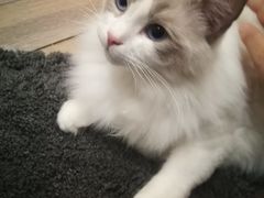 -酷豆宠物咖啡·宠物美食·撸猫馆