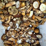 见手青剩下的第二顿如果保存得当且没有变质
