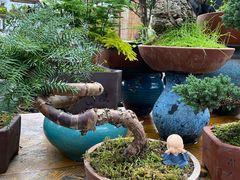 -秦美花卉(天朗·莱茵小城2期店)