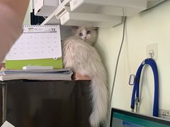 -艾吉宠物医院·疑难杂症转诊中心·猫友好(碧江路院)