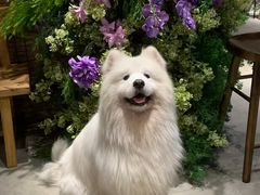 -星多哈·狗咖·拼豆·咖啡