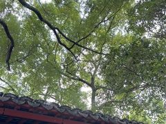 -秋霞圃