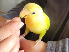 -吉丁鸟咖·异宠·寄养