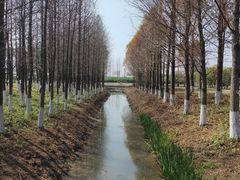 -九科绿洲