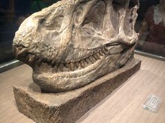 -自贡恐龙博物馆