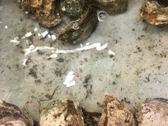 -拉威海鲜市场