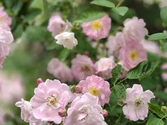 -楠柏弯休闲山庄(梨花溪店)