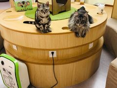 -猫和宫(六道口店)