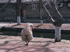-春风习习