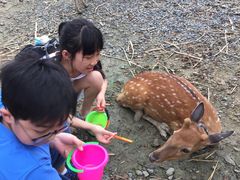 -鹿境梅花鹿生态园区