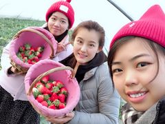 -喜杨洋草莓采摘园