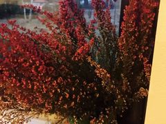 -谢列梅捷沃国际机场