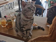 -平行世界·猫咖(首经贸店)