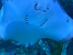 -芜湖新华联大白鲸海洋公园