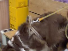 -瑞鹏宠物医院·宠保定点·心脏科·内科(御桥分院)