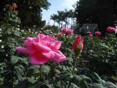 -人民公园(罗湖区)