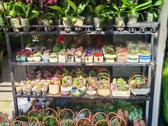 -溪岸路花鸟市场