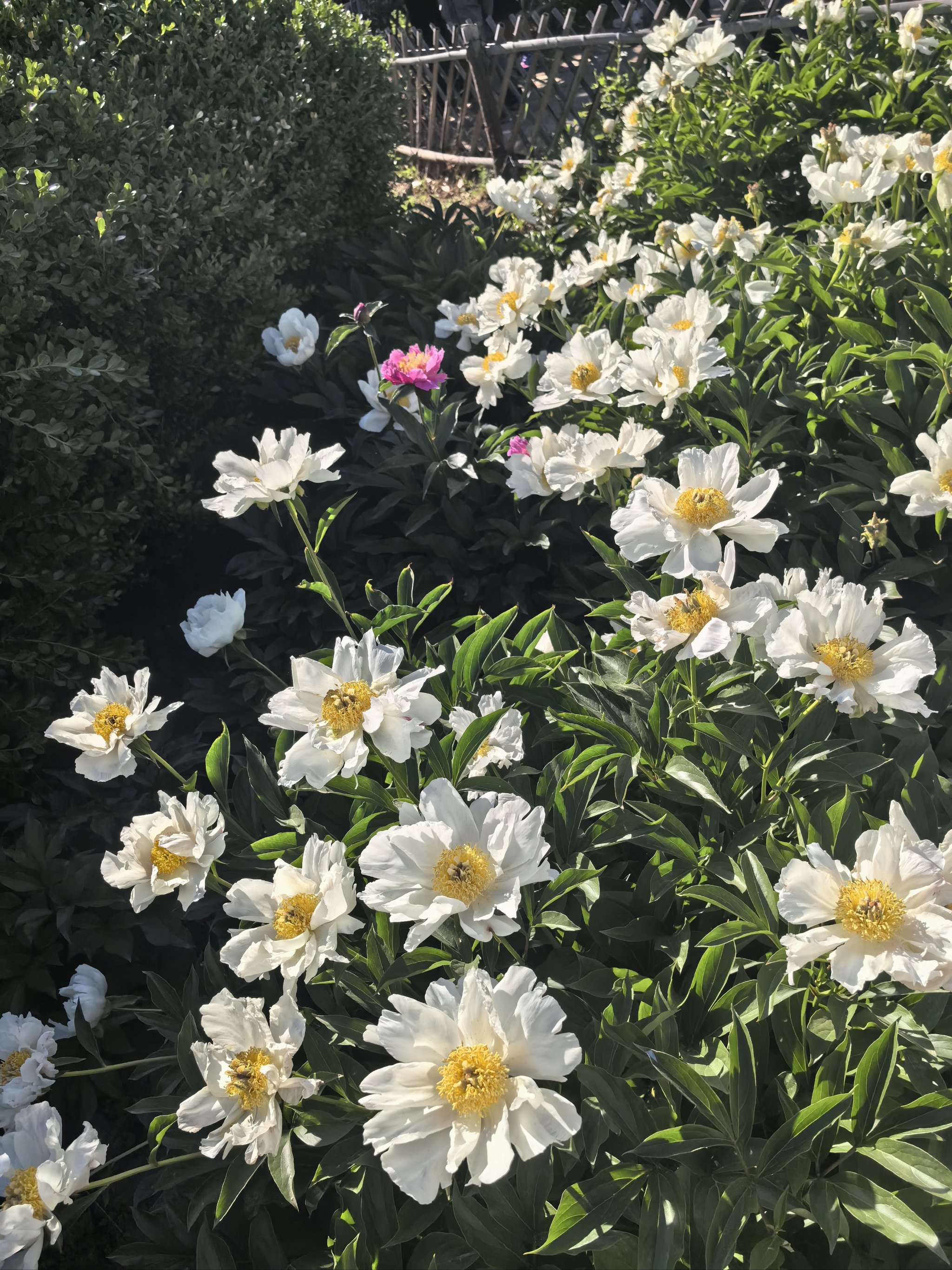 白芍花的样子图片